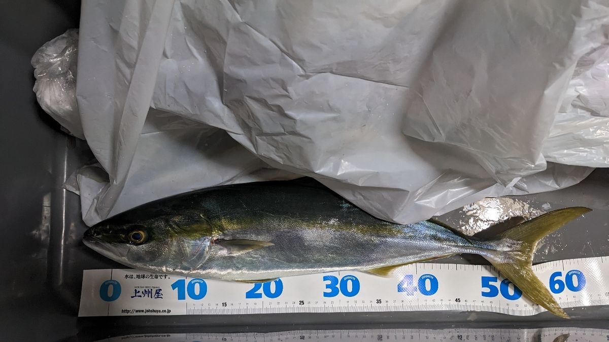 青大福さんの釣果 2枚目の画像