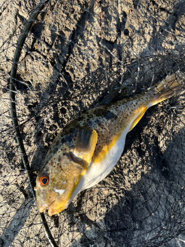 クサフグの釣果