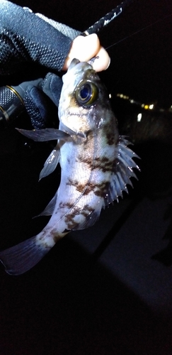 メバルの釣果