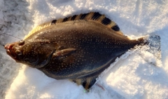 カワガレイの釣果