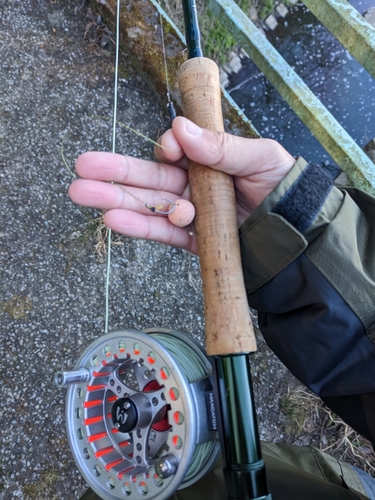 コイの釣果