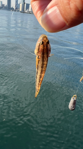 シマハゼの釣果