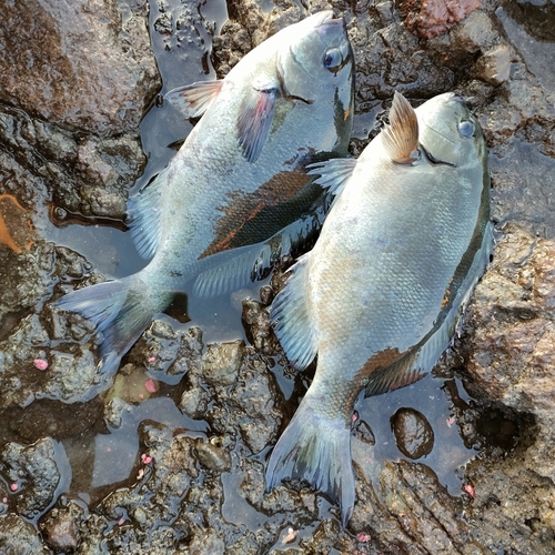 メジナの釣果