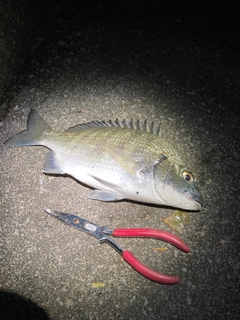 オキナワキチヌの釣果