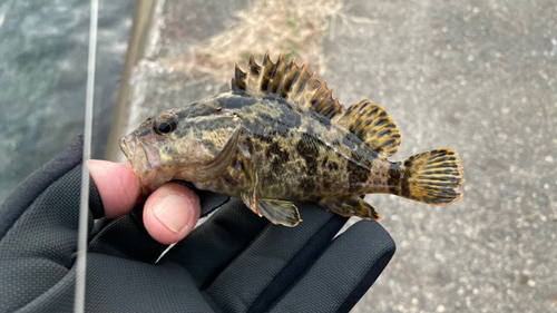 タケノコメバルの釣果