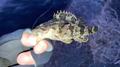 タケノコメバルの釣果