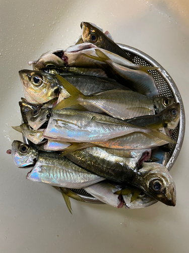 アジの釣果