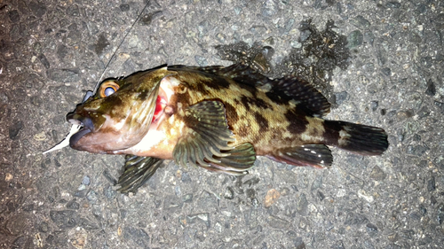 カサゴの釣果