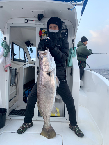 オオニベの釣果