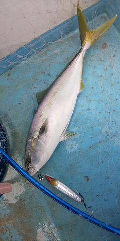 ハマチの釣果