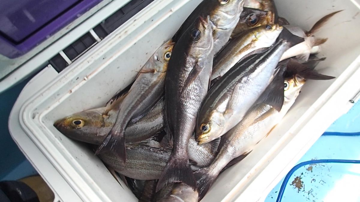 おにけん編集長@さんの釣果 2枚目の画像