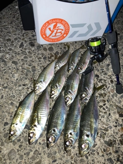 アジの釣果