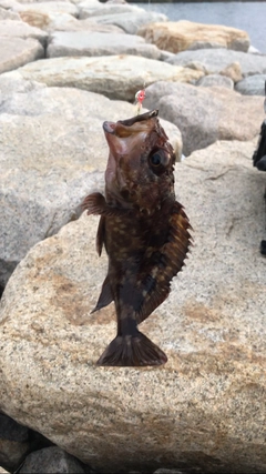 カマスの釣果