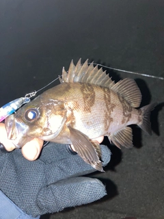 シロメバルの釣果