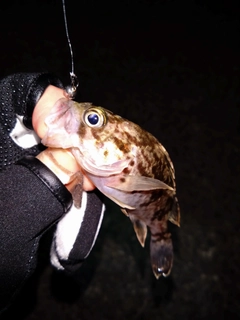 タケノコメバルの釣果