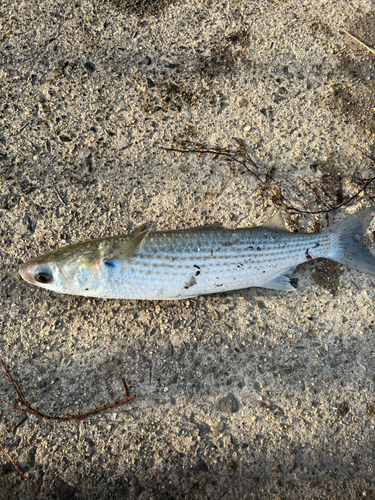 ボラの釣果