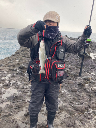 アメマスの釣果