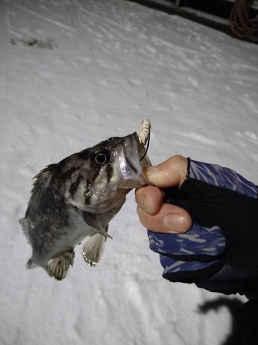 クロソイの釣果