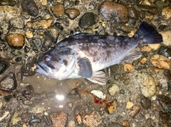 クロソイの釣果