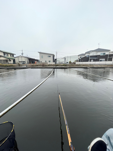 ヘラブナの釣果