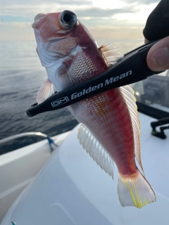 アマダイの釣果