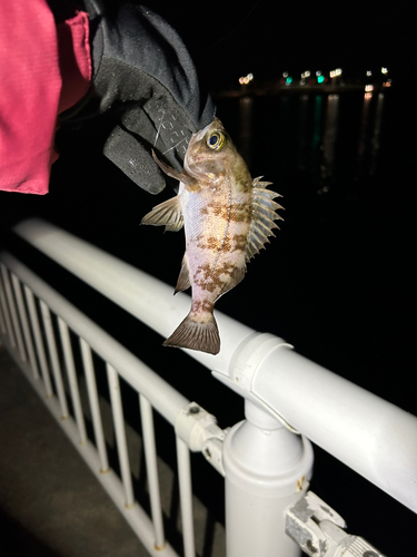 メバルの釣果