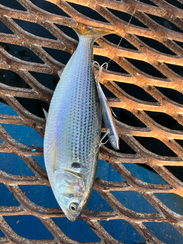 コノシロの釣果