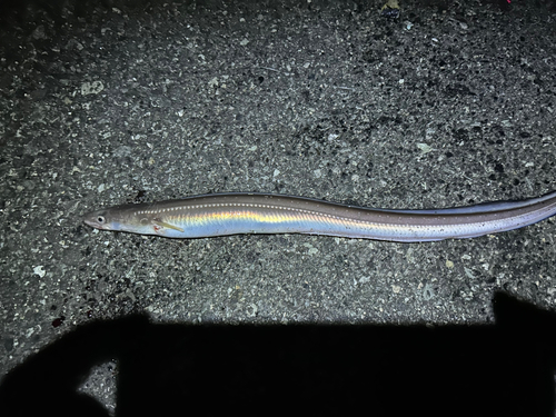 マアナゴの釣果