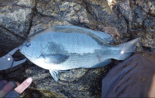 グレの釣果