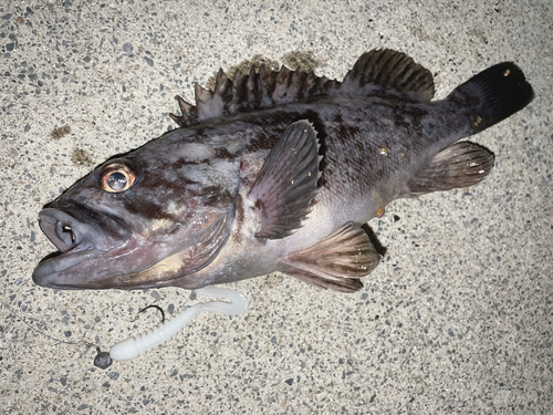 クロソイの釣果