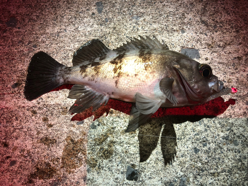 シロメバルの釣果