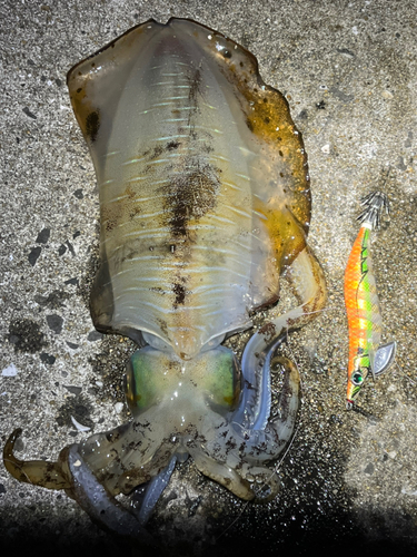 アオリイカの釣果