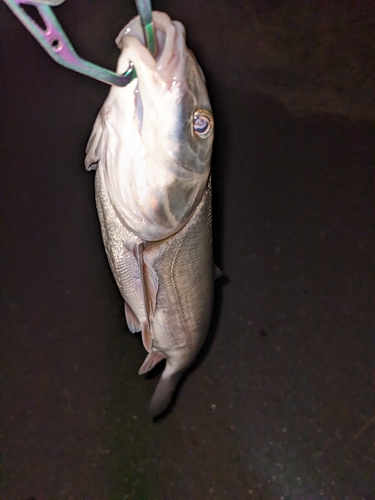 マルタウグイの釣果