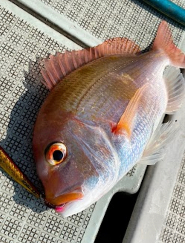 レンコダイの釣果