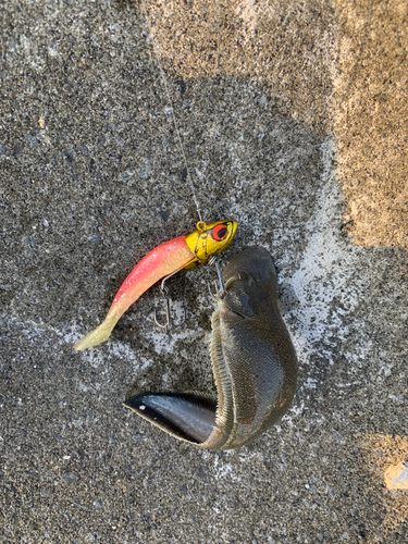 シタビラメの釣果