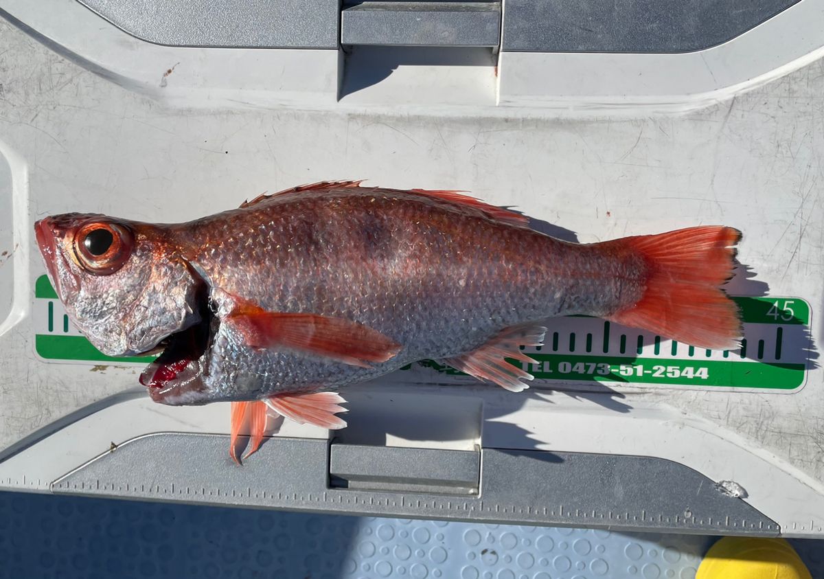 釣りキチ爺さんスーさんの釣果 2枚目の画像