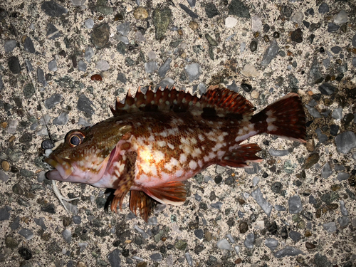 カサゴの釣果