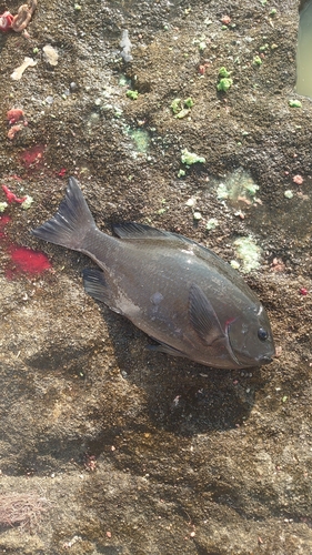 クチブトグレの釣果