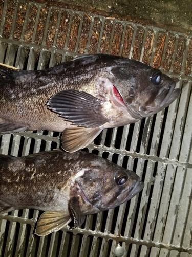 クロソイの釣果