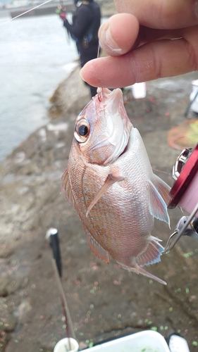 マダイの釣果