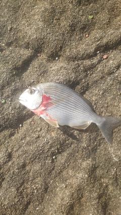 ヘダイの釣果