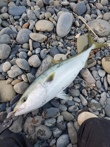 ブリの釣果