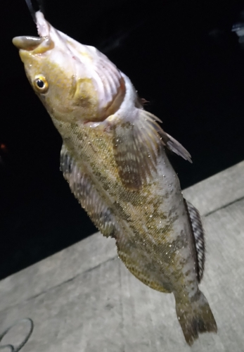 アイナメの釣果