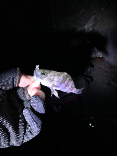 シロメバルの釣果