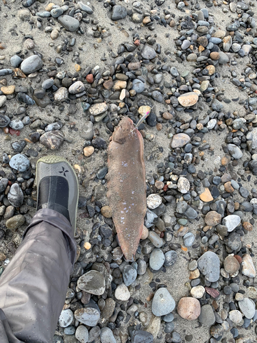 シタビラメの釣果