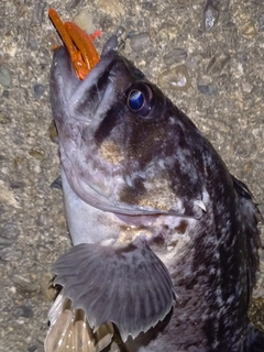 クロソイの釣果