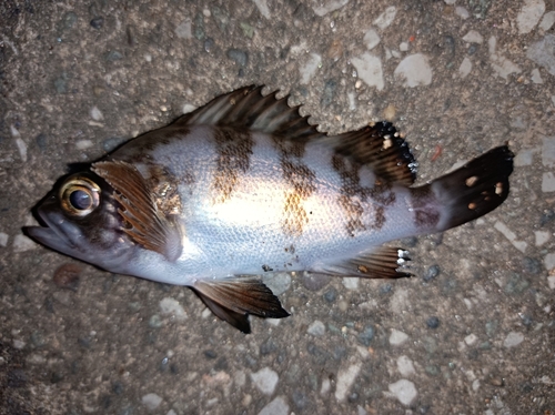 メバルの釣果