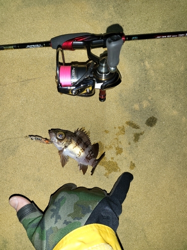 シロメバルの釣果