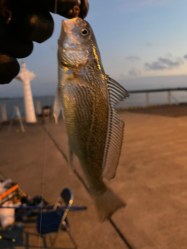 イシモチの釣果