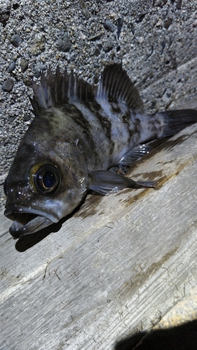 メバルの釣果